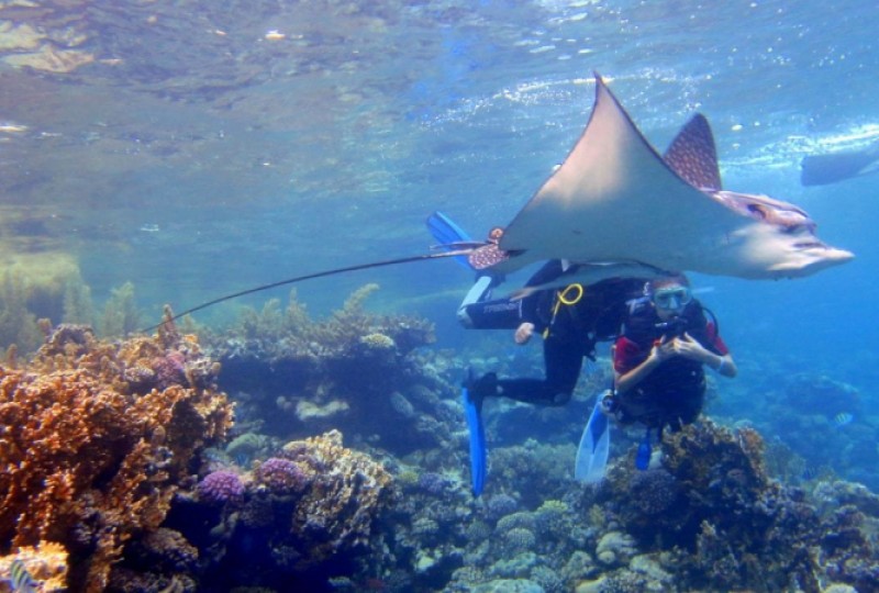 PADI MASTER SCUBA DIVER